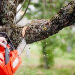 8 Common Reasons To Hire A Tree Cutting Service At Your Home In Utah!