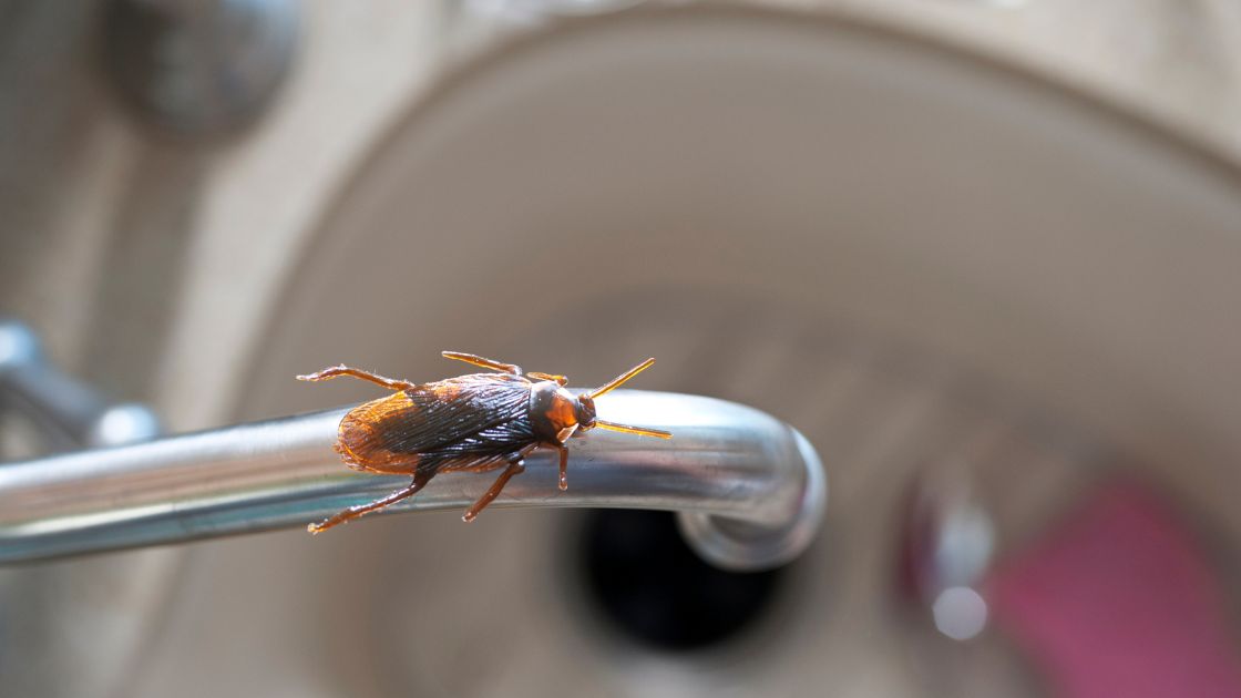 Why Phoenix Roaches Love Sewer Drains (& What That Means for Your Bathroom)