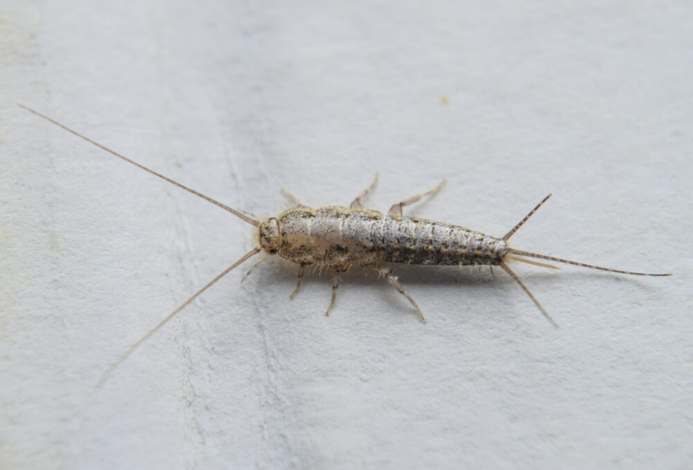 Important Facts & Things to Know About Pests Found In US Homes