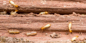 Why Termites Are a Threat to Older Kenmore Homes?